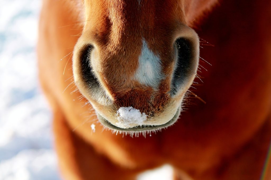 Changes in the FEI Veterinary Regulations Thauli Sports Law